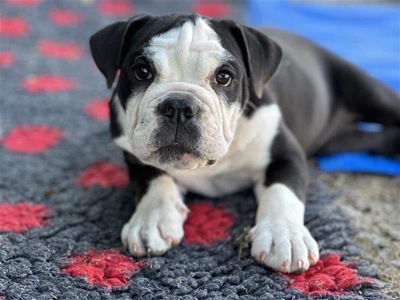 Nur noch 1 New English Bulldog Welpe Hündinnen