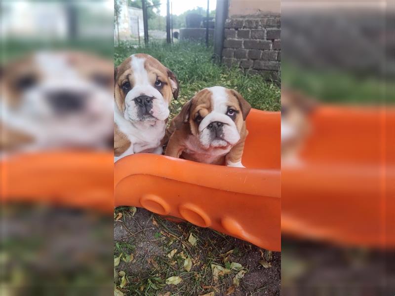 Englische Bulldogge Welpen mit FCI Papiere