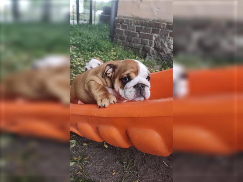 Englische Bulldogge Welpen mit FCI Papiere