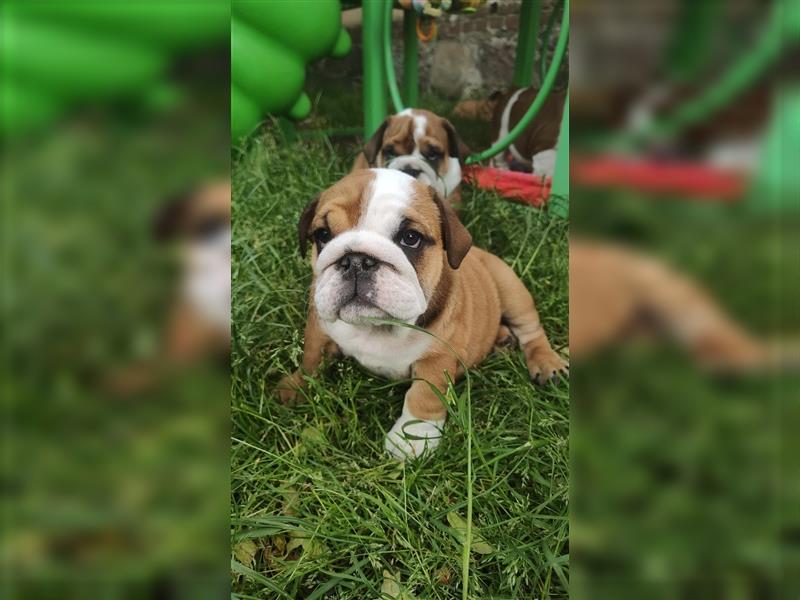 Englische Bulldogge Welpen mit FCI Papiere