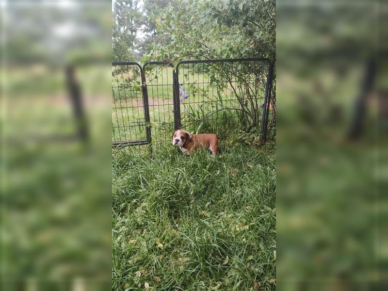 Englische Bulldogge Welpen mit FCI Papiere