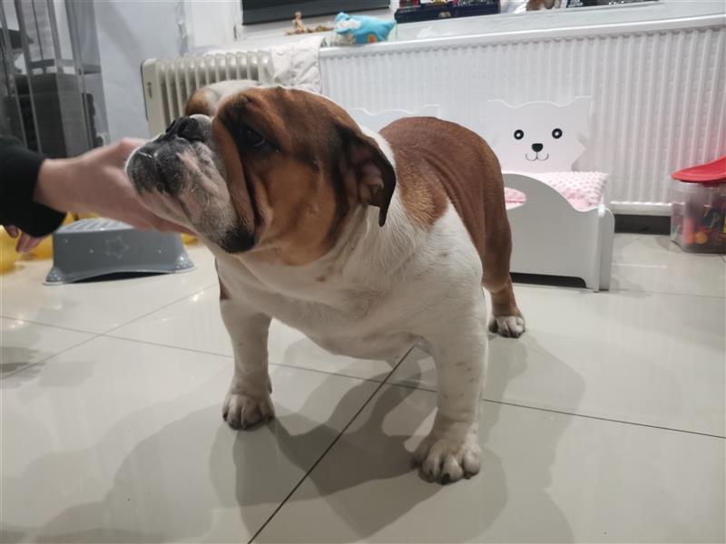 Englische Bulldogge Welpen mit FCI Papiere