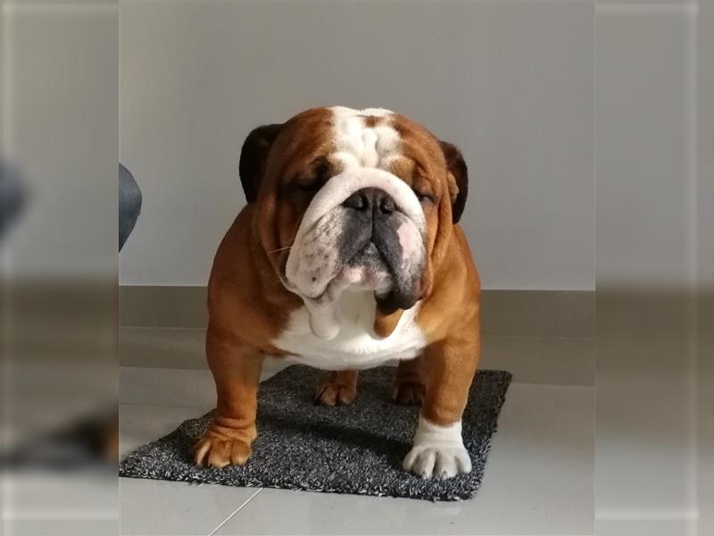 Englische Bulldogge Welpen mit FCI Papiere