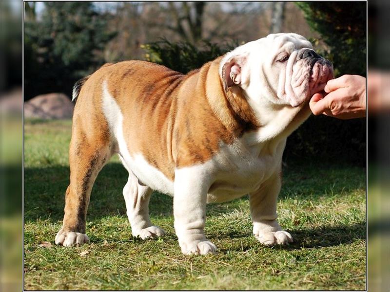 Englische Bulldogge Welpen mit FCI Papiere