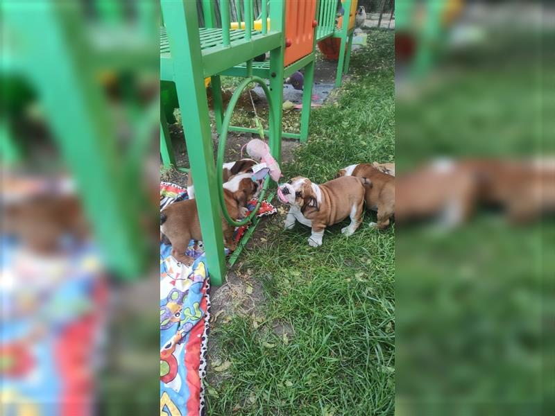 Englische Bulldogge Welpen mit FCI Papiere