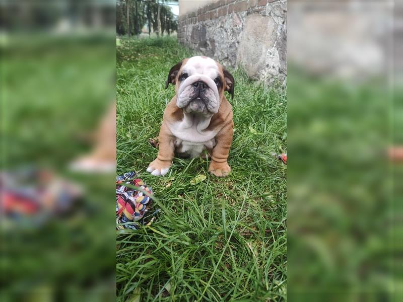 Englische Bulldogge Welpen mit FCI Papiere