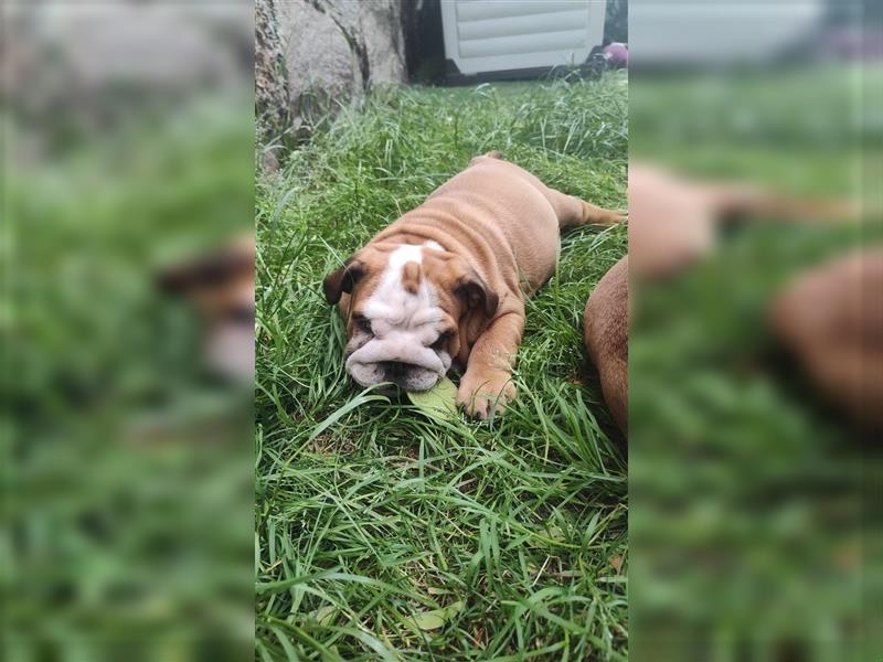 Englische Bulldogge Welpen mit FCI Papiere