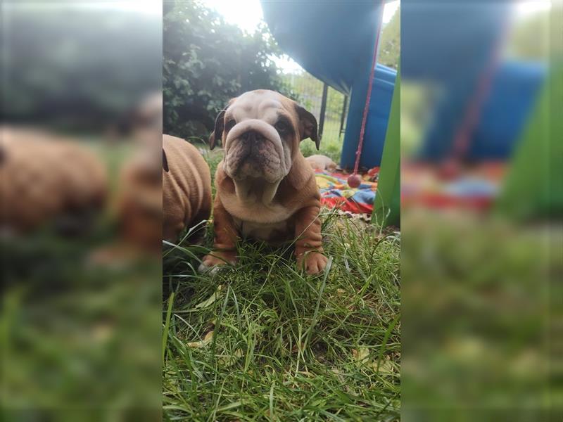 Englische Bulldogge Welpen mit FCI Papiere