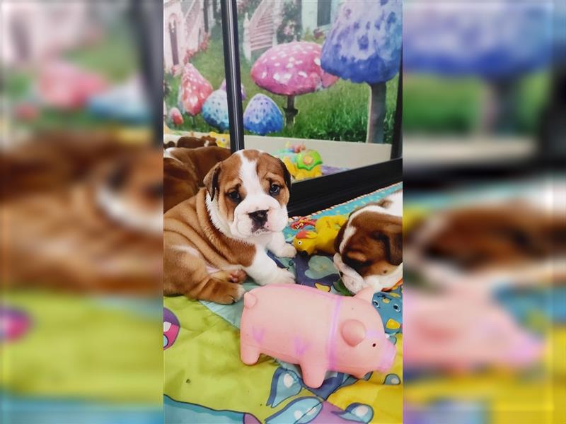 Englische Bulldogge Welpen mit FCI Papiere