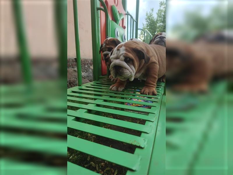 Englische Bulldogge Welpen mit FCI Papiere