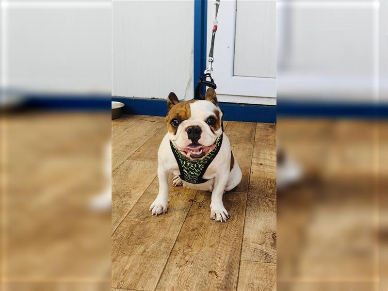 Englische Bulldogge Dara