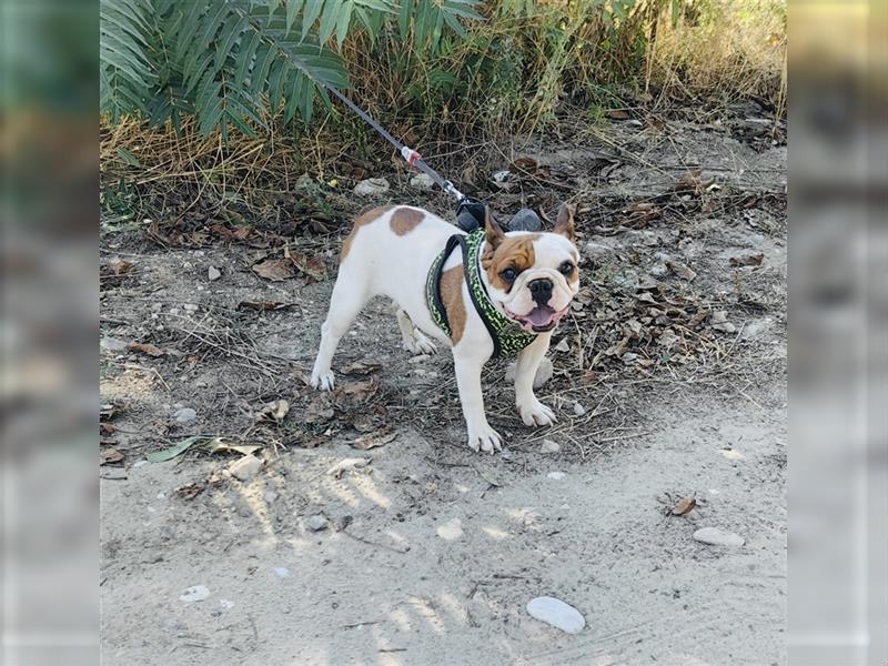 Englische Bulldogge Dara