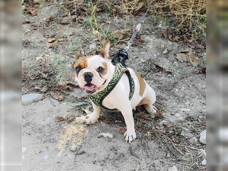 Englische Bulldogge Dara