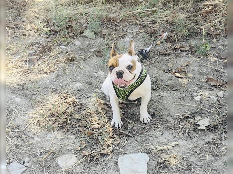 Englische Bulldogge Dara