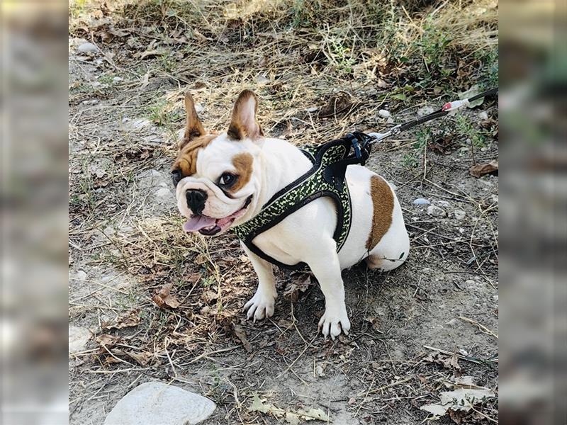 Englische Bulldogge Dara