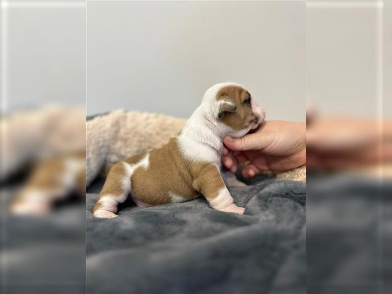 Englische Bulldoggenwelpen verfügbar in der Hauszucht "Von Teodor" FCI!