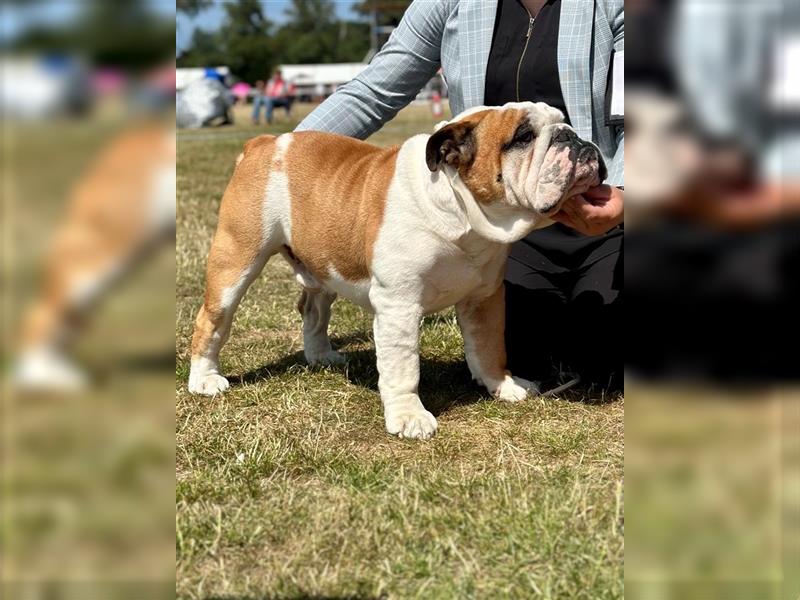 Englische Bulldoggenwelpen verfügbar in der Hauszucht "Von Teodor" FCI!