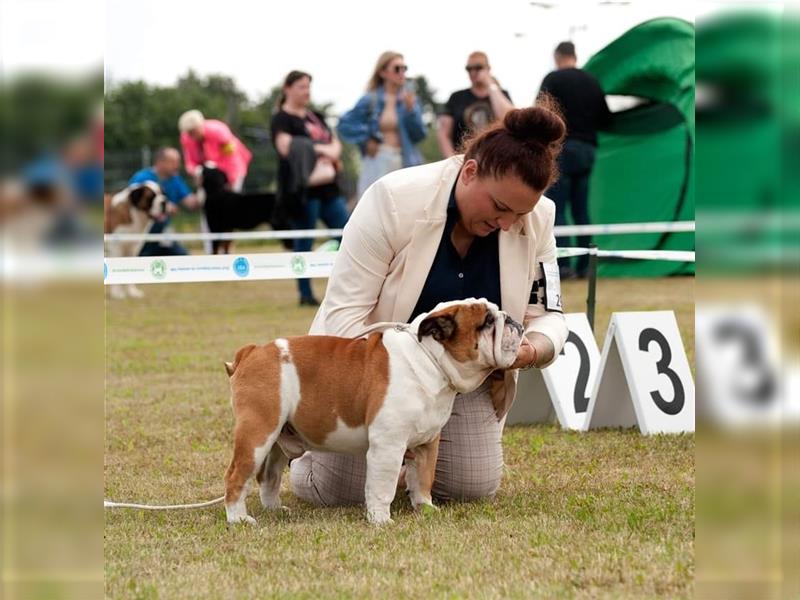 Englische Bulldoggenwelpen verfügbar in der Hauszucht "Von Teodor" FCI!