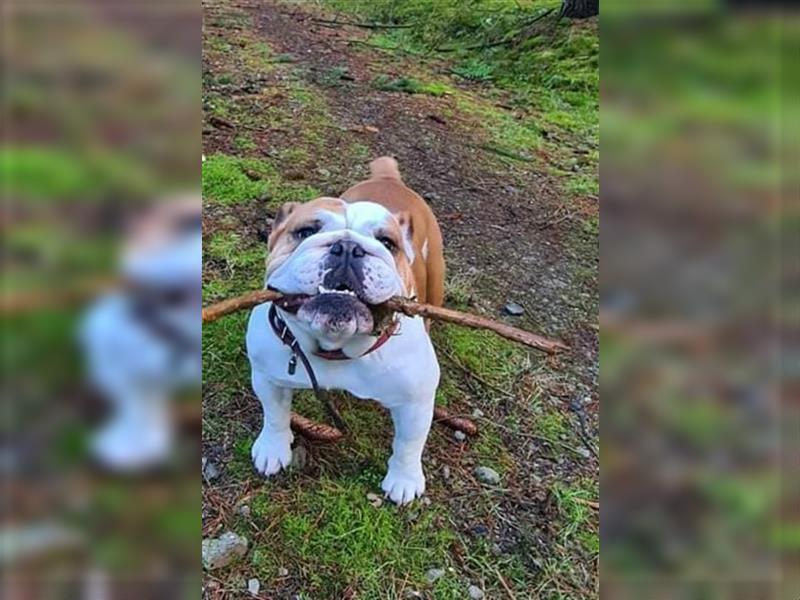 Englische Bulldoggenwelpen verfügbar in der Hauszucht "Von Teodor" FCI!