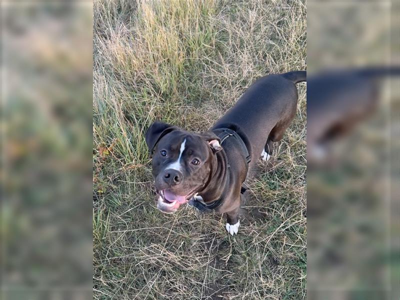 Old English Bulldogge