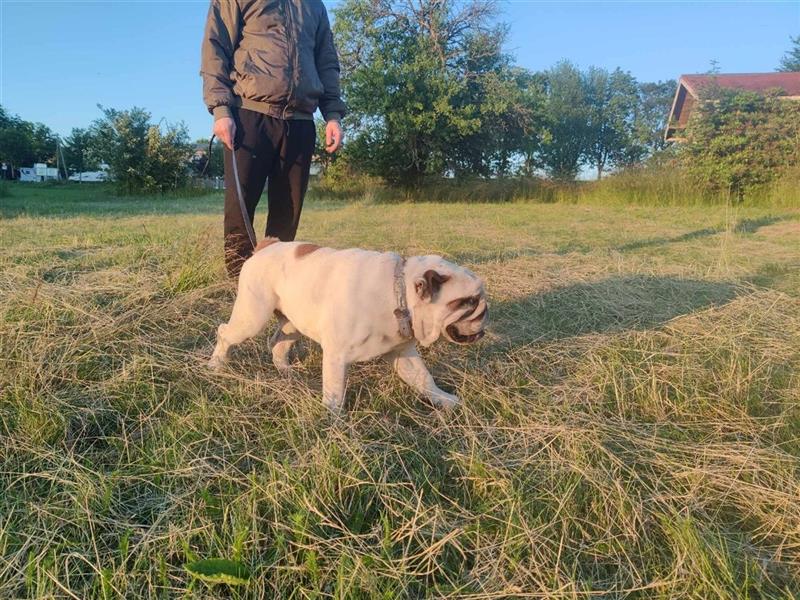 Benjamin, Englische Bulldogge