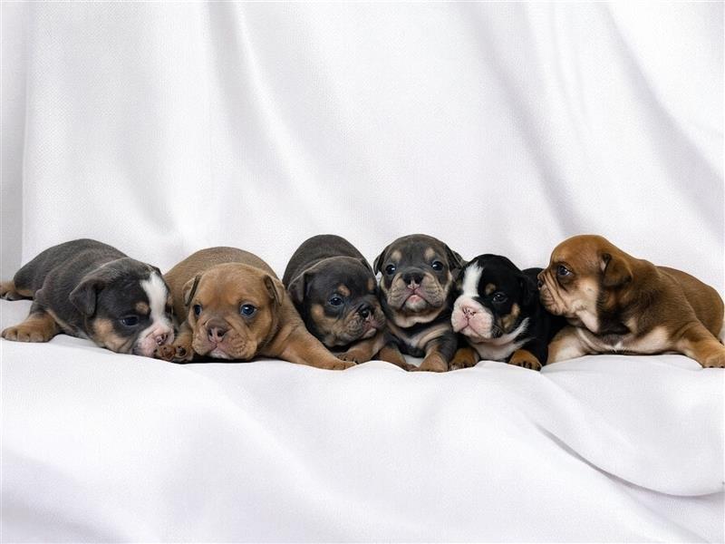 6 new english Bulldog englische Bulldogge neb mit Ahnentafel