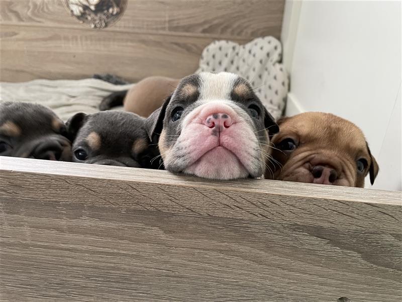 6 new english Bulldog englische Bulldogge neb mit Ahnentafel