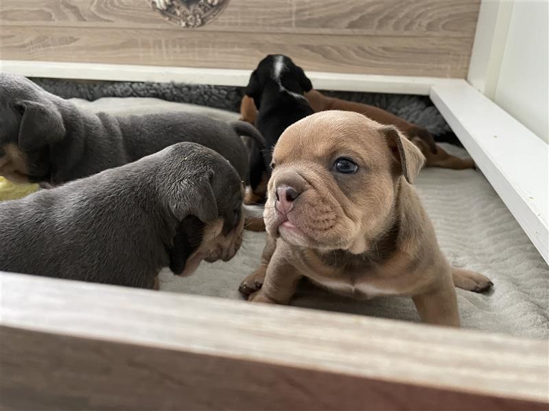 6 new english Bulldog englische Bulldogge neb mit Ahnentafel