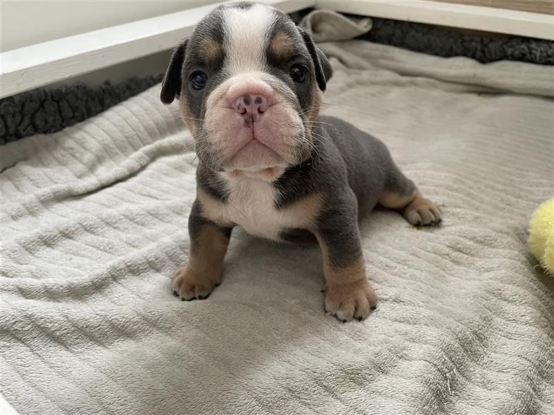 6 new english Bulldog englische Bulldogge neb mit Ahnentafel