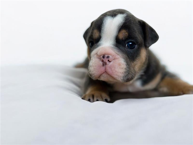 6 new english Bulldog englische Bulldogge neb mit Ahnentafel