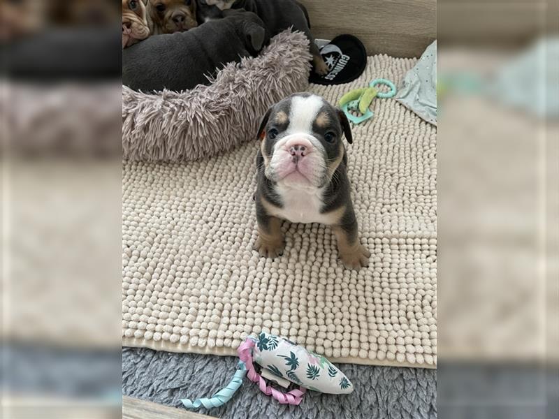 6 new english Bulldog englische Bulldogge neb mit Ahnentafel