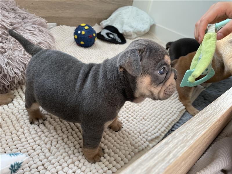 6 new english Bulldog englische Bulldogge neb mit Ahnentafel