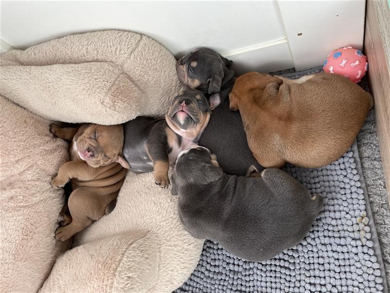 6 new english Bulldog englische Bulldogge neb mit Ahnentafel