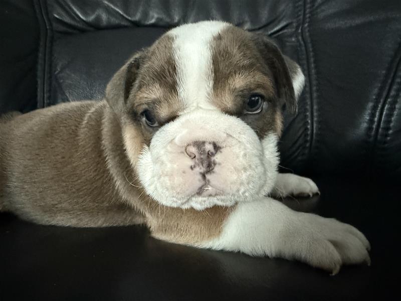 Englische Bulldogge