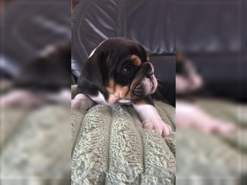 Englische Bulldogge