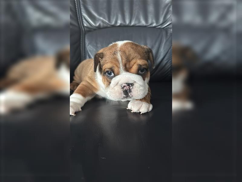 Englische Bulldogge