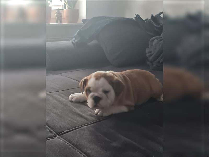 Englische Bulldogge