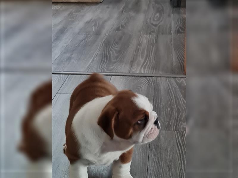 Englische Bulldogge