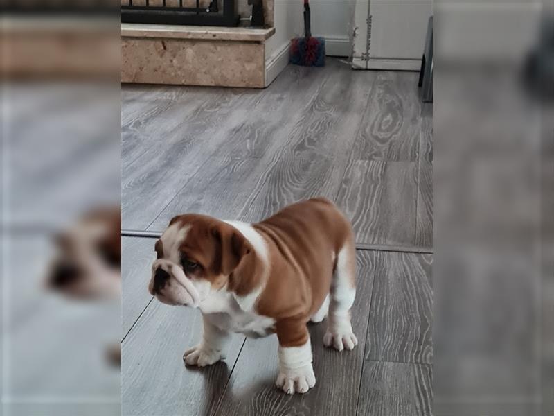 Englische Bulldogge