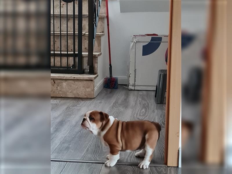 Englische Bulldogge