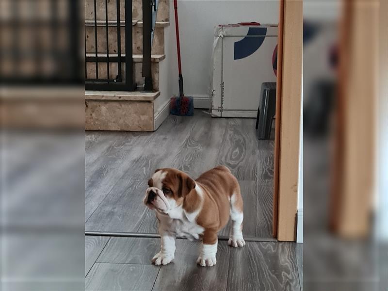 Englische Bulldogge