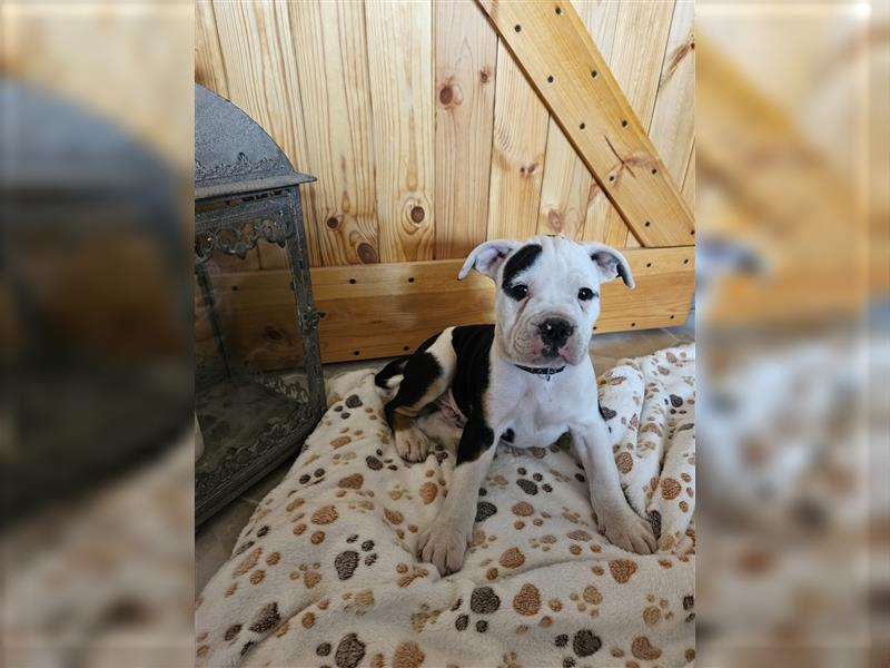 Englische Bulldogge / Boxer Mix Welpen