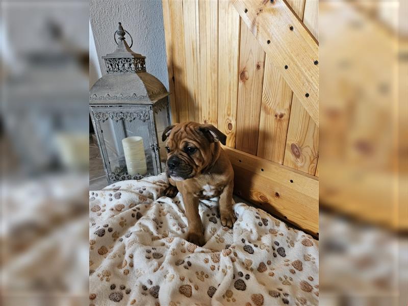 Englische Bulldogge / Boxer Mix Welpen