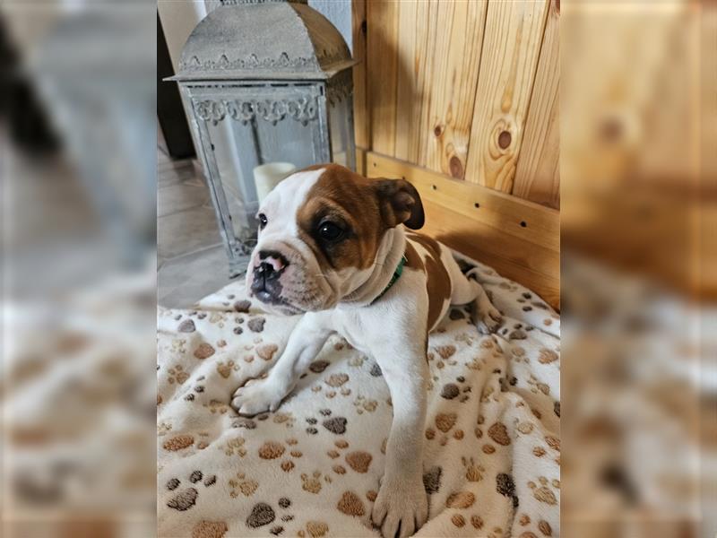 Englische Bulldogge / Boxer Mix Welpen