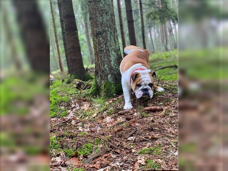 Englische Bulldoggenwelpen verfügbar in der Hauszucht "Von Teodor" FCI!