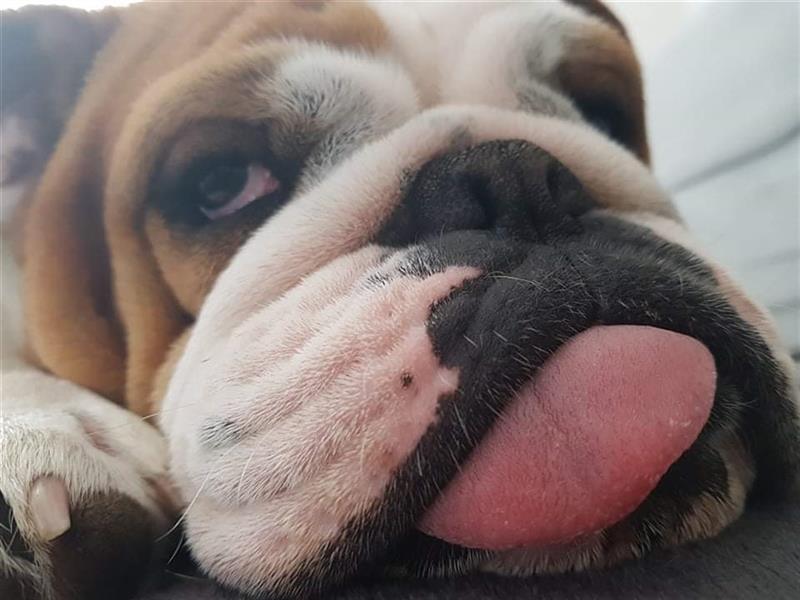 Englische Bulldoggenwelpen verfügbar in der Hauszucht "Von Teodor" FCI!