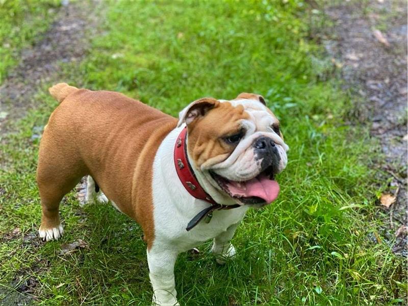 Englische Bulldoggenwelpen verfügbar in der Hauszucht "Von Teodor" FCI!