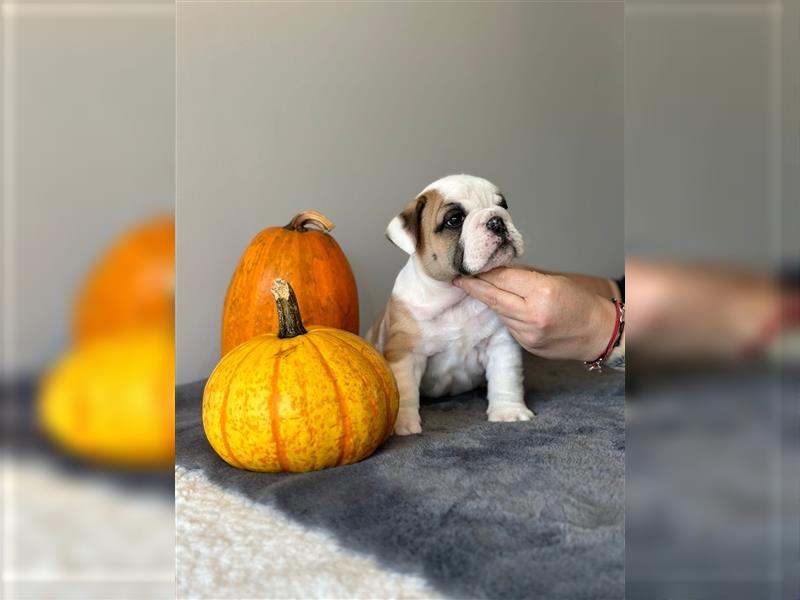 Englische Bulldoggenwelpen verfügbar in der Hauszucht "Von Teodor" FCI!