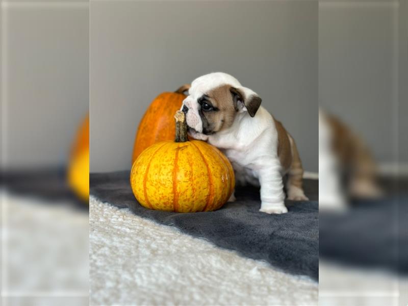 Englische Bulldoggenwelpen verfügbar in der Hauszucht "Von Teodor" FCI!