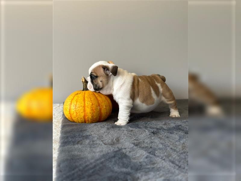 Englische Bulldoggenwelpen verfügbar in der Hauszucht "Von Teodor" FCI!